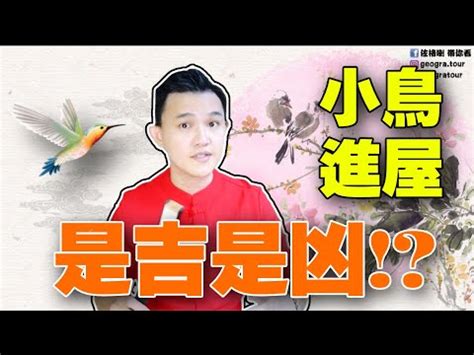 鳥 築 巢 吉兆|【家有鳥巢】家有鳥巢，居家風水亨通！揭開野鳥築巢。